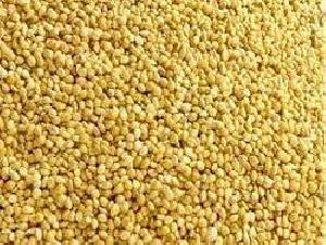 Foxtail Millet Seeds