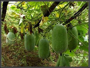 Fresh Ash Gourd (Neer Poosanikai)