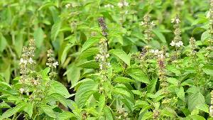 Fresh Sweet Basil Leaves