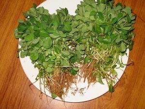 Fenugreek Leaves