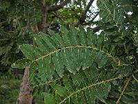 Boswellia Serrata