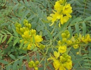 Cassia Angustifolia