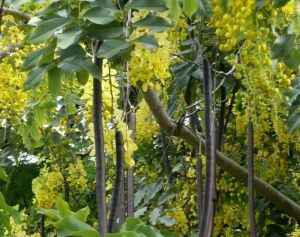 Cassia Fistula