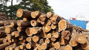 Brazilian Teak Wood Round Logs