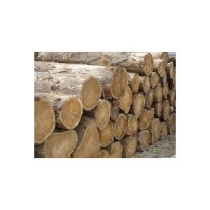 Ecuador Teak Wood Round Logs