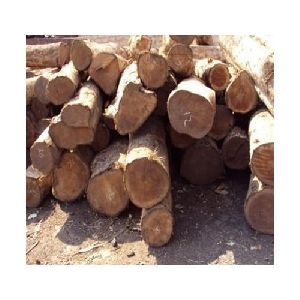 Sudan Teak Wood Round Logs