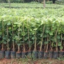 red sandal plants