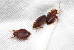 bed bugs control services