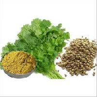 Coriander