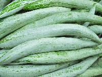 Fresh Snake Gourd