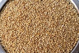 Sorghum Seeds