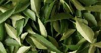 Curry Leaves