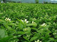 Madurai Jasmine Flower