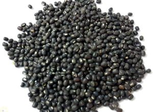 urad seeds