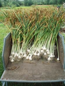 Organic Garlic