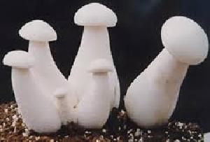 organic milky mushroom