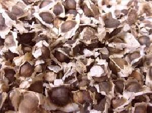 Moringa Seeds