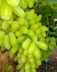 Fresh Grapes