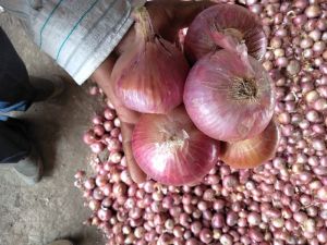 Red Onion