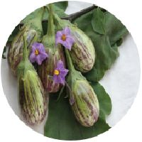 Brinjal Seeds