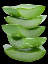 Aloe Vera Leaves