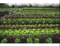 Vegetable Farming