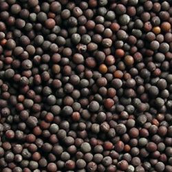 Black Mustard Seeds