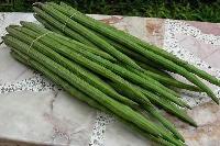 Fresh Green Drumsticks