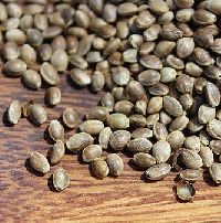 Hemp Seeds