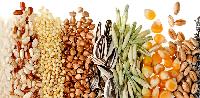 Food Grains