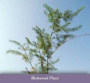 shatavari plants