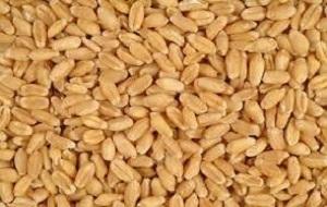 Grains wheat