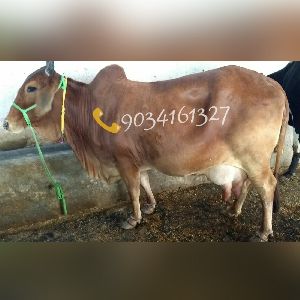 Pregnant Sahiwal Cow