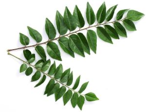 Fresh Curry Leaves