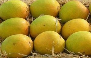 Fresh Organic Mangoes