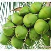 Green Coconut