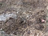 cow dung fertilizer