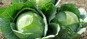 Green Cabbage