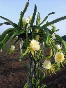 dragon fruit plant