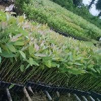 Eucalyptus clone plants