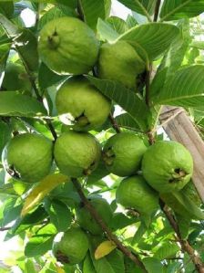 Guava Plant