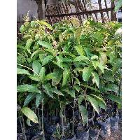 Mango Plants