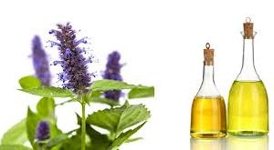 Hyssop Oil