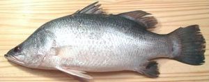 sea bass