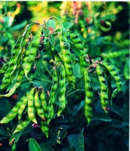 Pigeon Peas