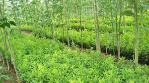 Sandalwood Plants