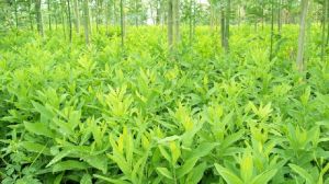 sandalwood saplings