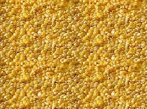 Foxtail Millet Seeds