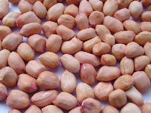 Groundnut