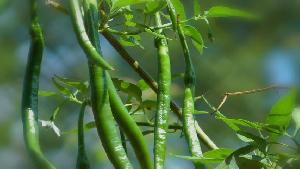 Fresh Green Chilli